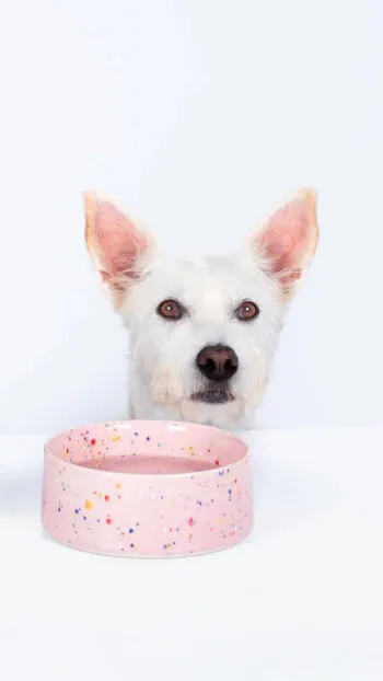 Pet bowl Party pink - Egg Back Home - FunFetti